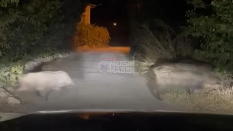 Havalar Soğudu, Yiyecek Aramak İçin Yerleşim Alanlarına Domuzlar İndi: Kaleköy Yakınlarında Domuz Sürüsü Görüldü!