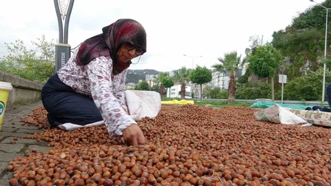 Giresun'da Fındık Fiyatları Düşüyor