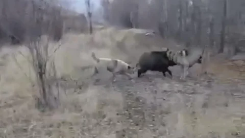 Muş'ta Yaban Domuzu ve Çoban Köpekleri Kovalamacası