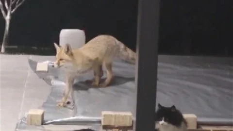 Erzincan'da Tilki ve Kediler Arasındaki Mücadele