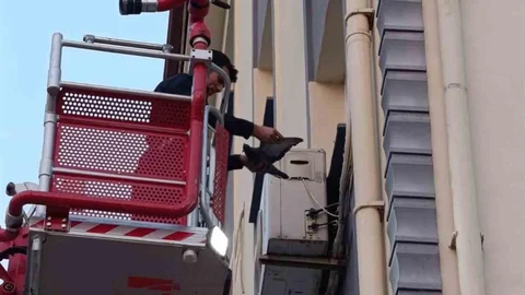 İskenderun'da Mahsur Kalan Kuş Kurtarıldı