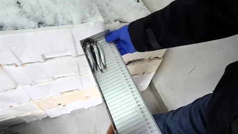 Kırklareli'nde Su Ürünleri Denetimi Gerçekleşti