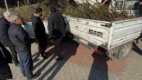 Köşk'te Tüplü İncir Fidanı Dağıtımı Yapıldı