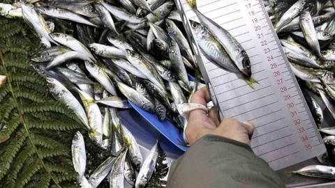 Tekirdağ'da Balık Satışına Ceza Kesildi