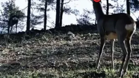 Tekirdağ'da Tek Boynuzlu Karaca Görüntülendi