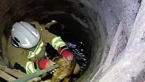 Hatay'da Kuyuya Düşen Köpek Kurtarıldı