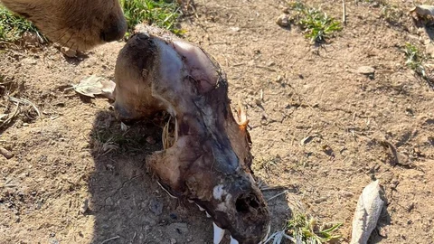 Denizli'de Hayvan İstismarı Vakası