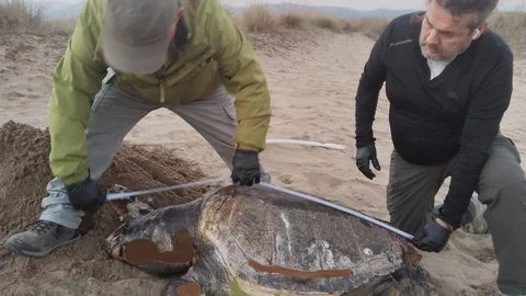 Kuşadası'nda Üç Deniz Kaplumbağası Ölü Bulundu