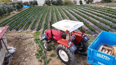 Mersin'de Kış Çilek Hasadı Başladı