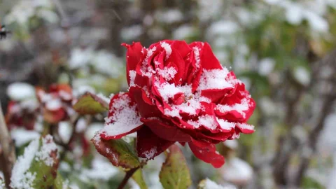 Yozgat’ta Kar Yağışı Gülleri Kapladı
