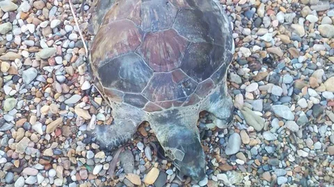 Bodrum'da Yavru Caretta Caretta Öldü