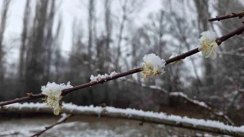 Yozgat'ta Erik Ağaçları Çiçek Açtı