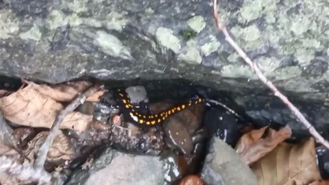 Kafkas Semenderi Şavşat'ta Görüntülendi