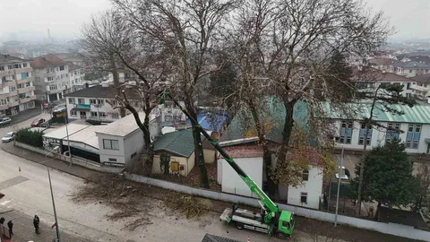 Düzce'de Ağaç Bakım Çalışmaları