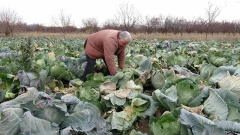 Malatya'da Çiftçiler Alternatif Ürünlere Yöneldi