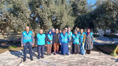 Yatağan'da Zeytin Hasadı Yapıldı
