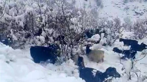 Hizan'da Kar Yağışı Hayvancılığı Olumsuz Etkiledi