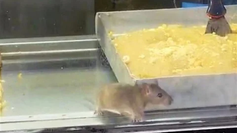 İzmir'de Börek Tezgahında Fare Görüntüleri