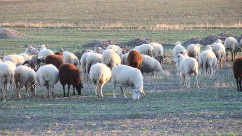 Eskişehir'de Koyunlar Kırlarda Otluyor
