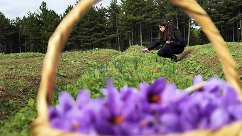 Karabük'te Safran ve Sarımsak Projesi