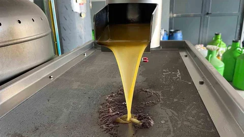 Kara Meyve Zeytinyağına Dönüşüyor