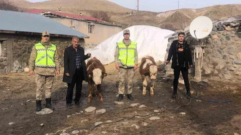 Muş'ta Çalınan Büyükbaş Hayvanlar Bulundu