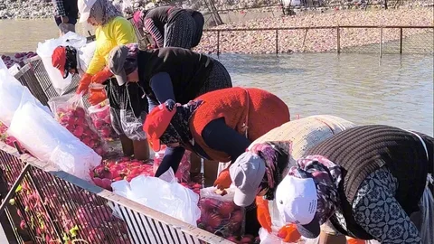 Kadirli'de Kadınların Turp Hasadı Mücadelesi