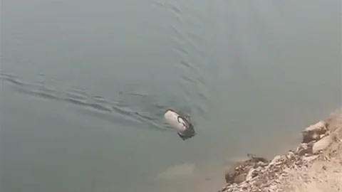 Elazığ'da Dağ Keçisi Yüzüyor