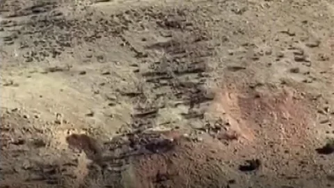 Gercüş'te Domuz Sorunu Devam Ediyor