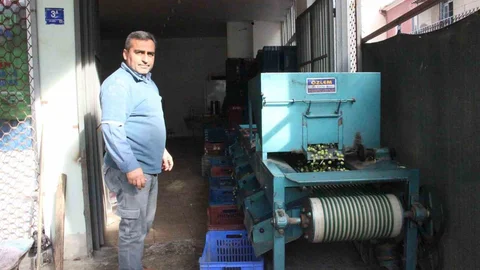 Aydın'da Zeytin Hasadı Devam Ediyor