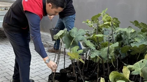 Gömeç'te İncir Üretimi Artıyor