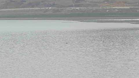 Van'da İnce Gölette İnek Telef Oldu