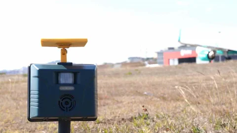 Sabiha Gökçen Havalimanı'nda Yaban Hayatla Mücadele