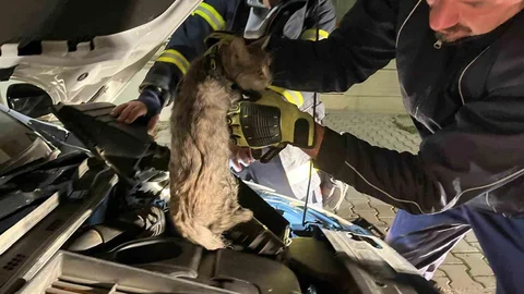 Erzincan'da Sıkışan Kedi Kurtarıldı