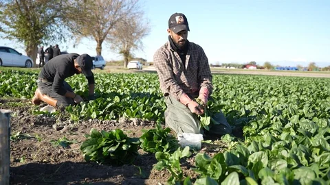 Osmaniye'de Ispanak Hasadı Başladı