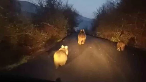 Anne Ayı ve Yavruları Yolda Görüntülendi