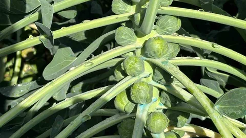 İznik’ten İhraç Edilen Lahana Ürünleri