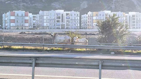Hatay'da Tırdan Kaçan Anguslar Şehirde Geziyor