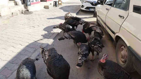 Adana'da Hindiler Çarşıda Satılıyor