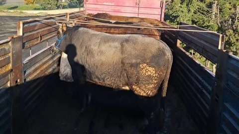 Tekirdağ'da Kaçak Hayvan Sevkiyatı Ceza Aldı