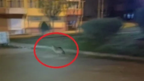 Sinop'ta Aç Kalan Çakal Şehir Merkezine İndi