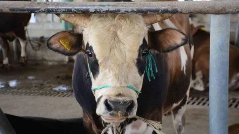 Bolu'da Şap Kısıtlamaları Son Buldu