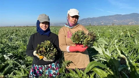 Aydın Enginarı'nda İlk Hasat Yapıldı