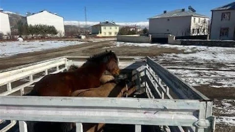 Kış Öncesi Hayvan Toplama Çalışması