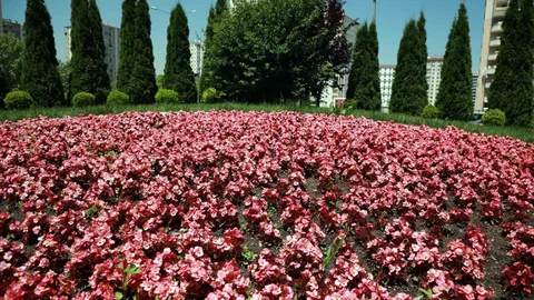 Talas 2026’da Çiçeklerle Renkleniyor