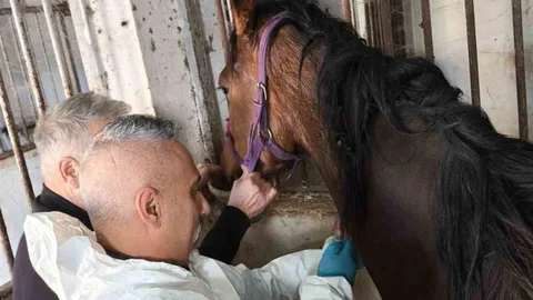 Bartın'da Safkan At Sağlık Kontrolü