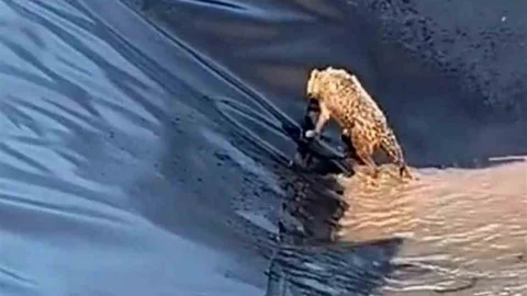 Siirt’te Kurt Boş Havuzda Sıkıştı