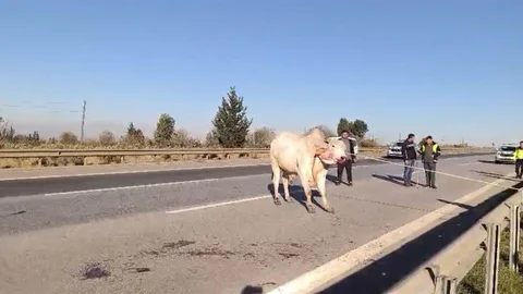 Hatay'da Firari Anguslar Yakalandı