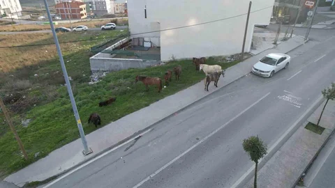 Arnavutköy'de Başıboş Atlar Tehlike Oluşturuyor