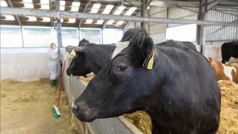 İstanbul'da Şap Hastalığına Dikkat!
